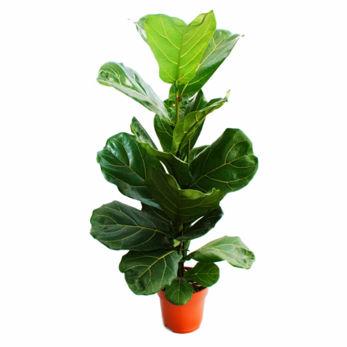 Ficus-Lyrata-17_plantlovers-70-5
