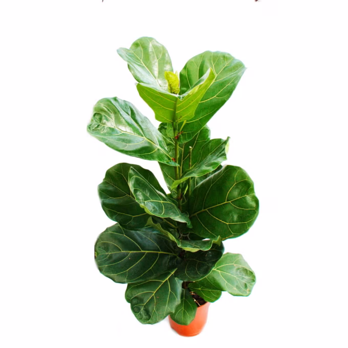 Ficus-Lyrata-17_plantlovers-70-6