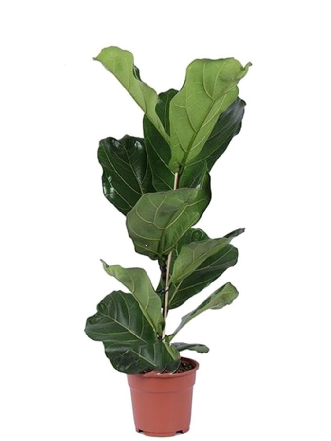 Ficus Lyrata 17 Geigenfeige