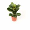 Ficus Lyrata Geigenfeige