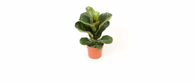 Ficus Lyrata Geigenfeige