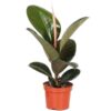Ficus Elastica Robusta (Gummibaum) im 14er Topf plantlovers