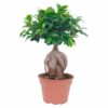 Ficus microcarpa Chinesische Ginseng- Feige