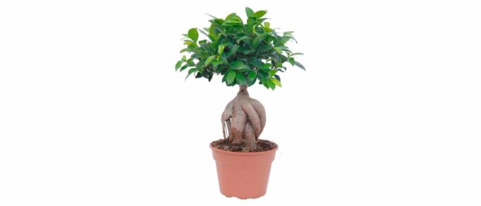 Ficus microcarpa Chinesische Ginseng- Feige