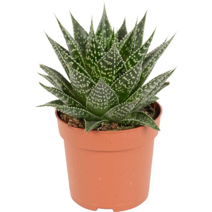 Gasteria aurora