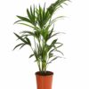 Howea forsteriana Kentiapalme