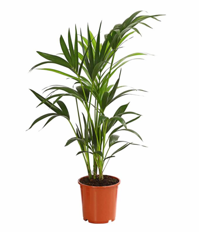Howea forsteriana Kentiapalme