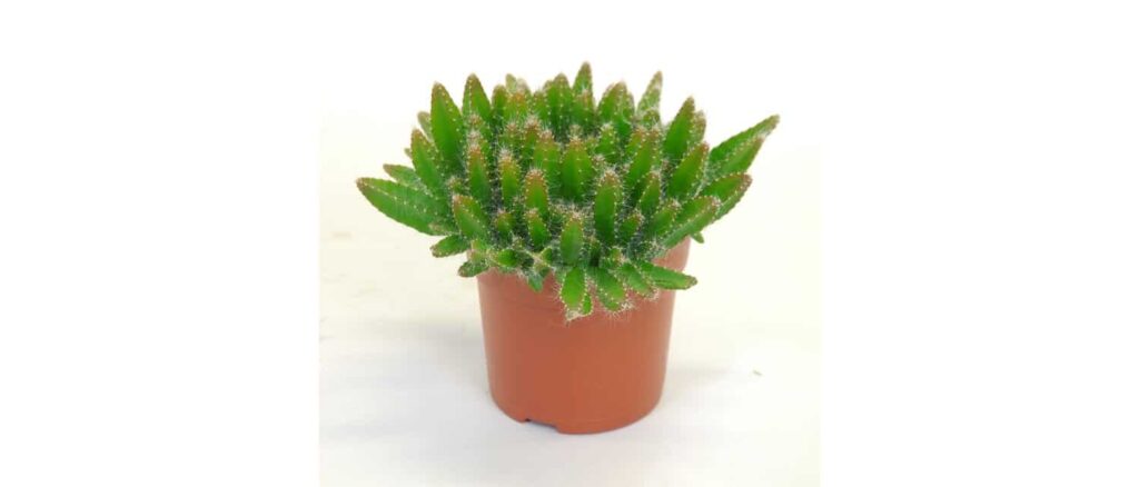 Hylocereus Undatus (Drachenfrucht) 15er Topf online kaufen - plantlovers.ch