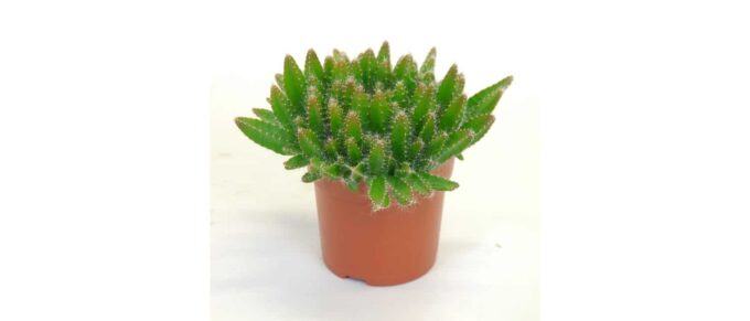Hylocereus undatus Drachenfrucht