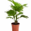 Livistona rotundifolia 14er Topf plantlovers