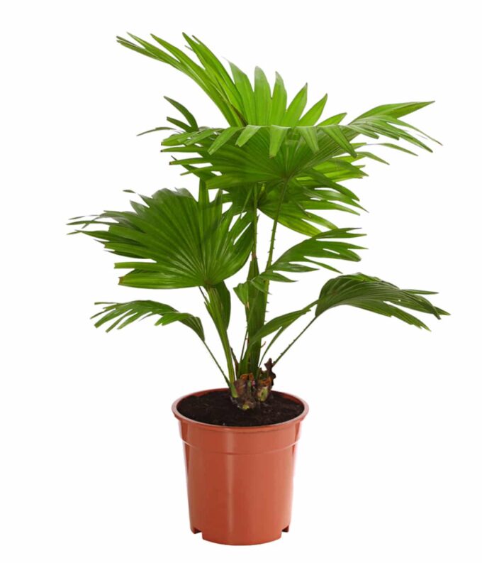 Livistona rotundifolia 14er Topf plantlovers