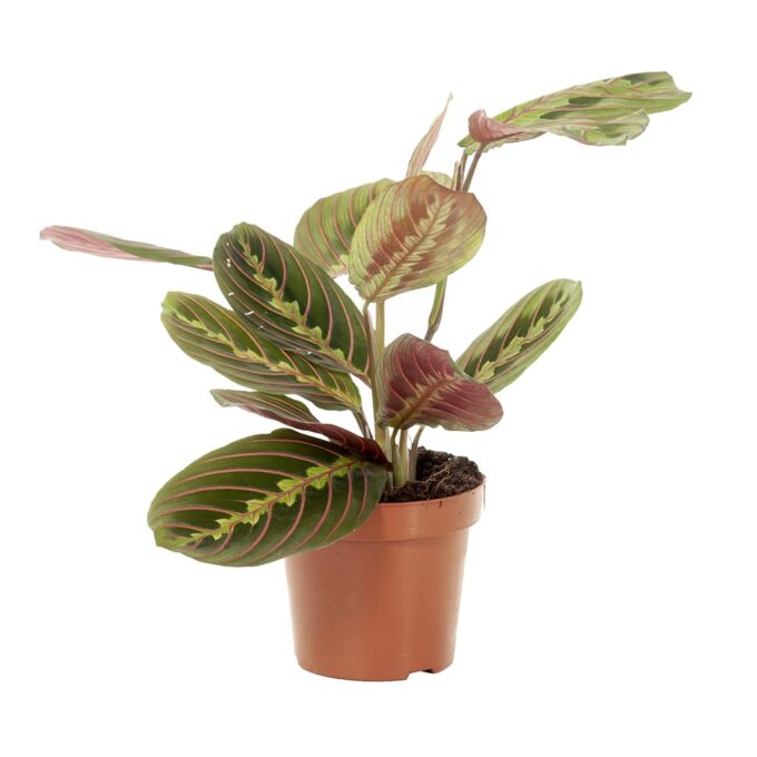 Maranta Leuconeura Pfeilwurz plantlovers