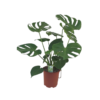 Monstera deliciosa 17 plantlovers 70 2