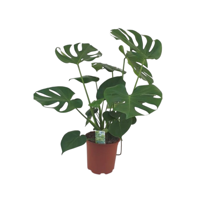Monstera deliciosa 17 plantlovers 70 2