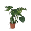 Monstera deliciosa 17 plantlovers 70 3