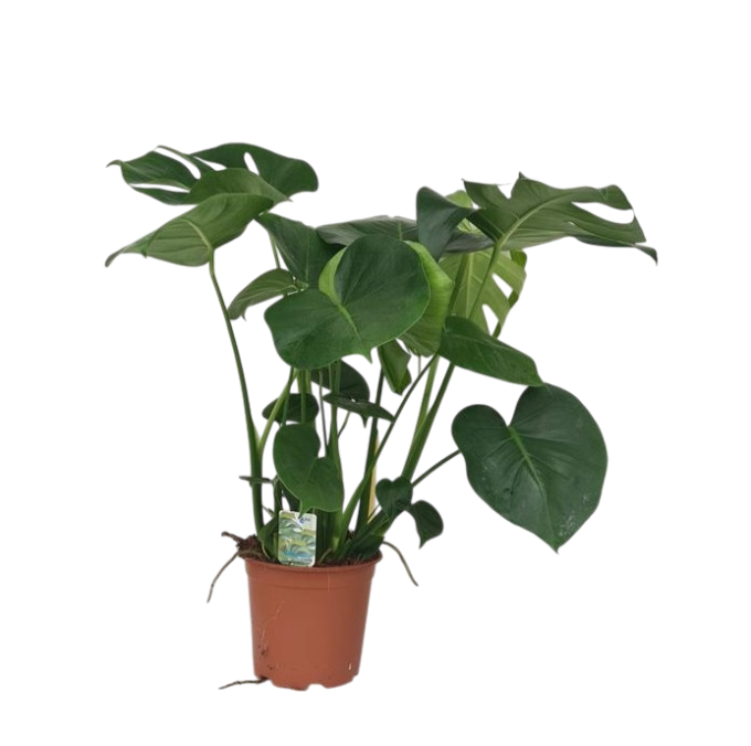 Monstera deliciosa 17 plantlovers 70 3