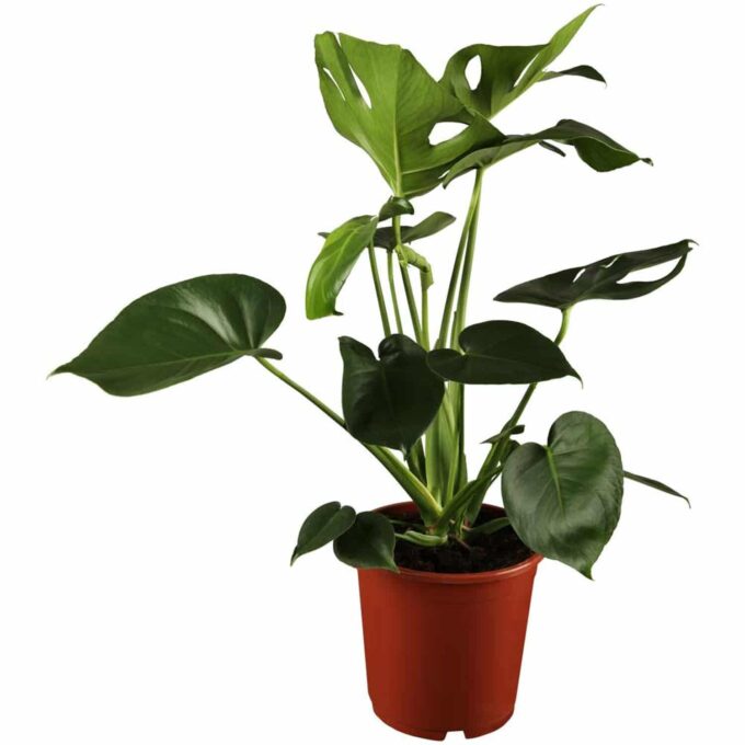 Fensterblatt Monstera Deliciosa