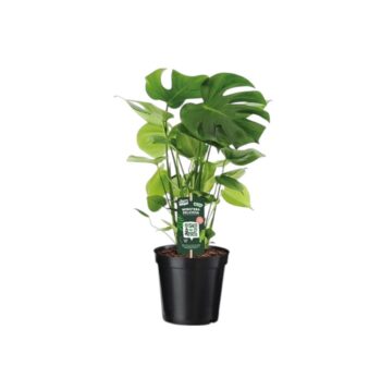 Monstera_deliciosa_fensterblatt_17_plantlovers_60