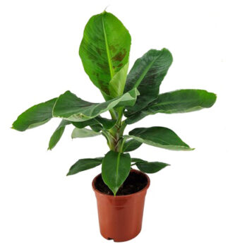 Musa Dwarf Cavendish_Bananpflanze Bananenbaum Banenenpalme 17_plantlovers_50