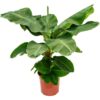 Musa Dwarf Cavendish Dessertbanane Chiquita plantlovers