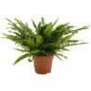 Nephrolepis exaltata (Schwertfarn)