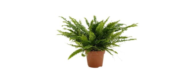Nephrolepis exaltata (Schwertfarn)