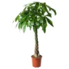 Pachira Aquatica plantlovers