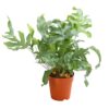 Phlebodium Aureum Goldtüpfelfarn