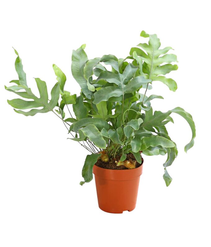 Phlebodium Aureum Goldtüpfelfarn