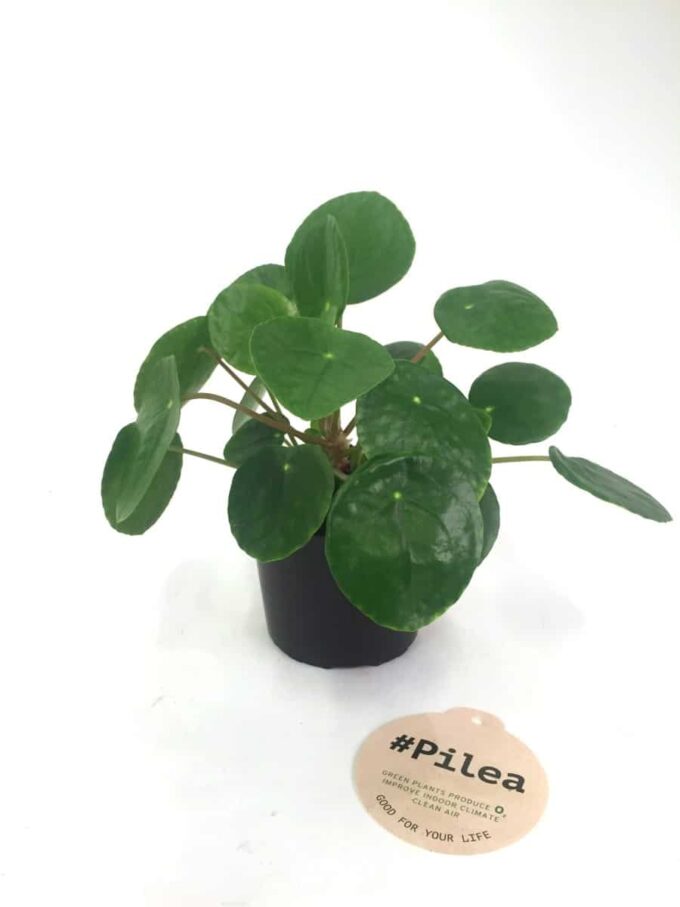 Pilea Peperomioides Glückstaler