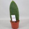 Sansevieria Masoniana Victoria Bogenhanf