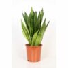 Sansevieria Trifasciata Zeylanica (Bogenhanf)