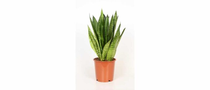 Sansevieria Trifasciata Zeylanica (Bogenhanf)