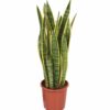 Sansevieria Trifasciata Laurentii Bogenhanf Schwiegermutterzunge