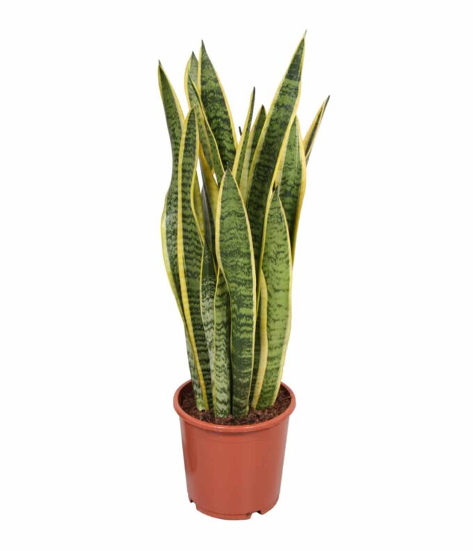 Sansevieria Trifasciata Laurentii Bogenhanf Schwiegermutterzunge
