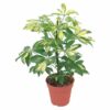 Schefflera arboricola Strahlenaralie