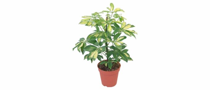Schefflera arboricola Strahlenaralie