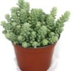Sedum morganianum Zimmerpflanze bei plantlovers.ch