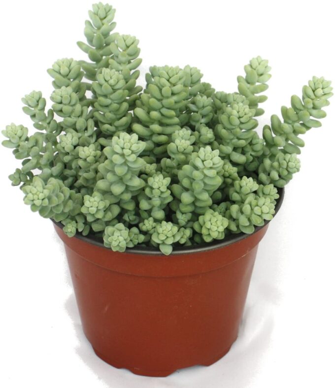 Sedum morganianum Zimmerpflanze bei plantlovers.ch