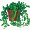Perlenschnur Senecio Rowleyanus Erbsenpflanze bei plantlovers