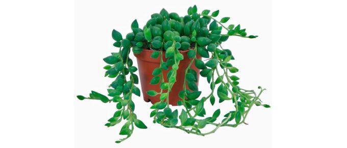 Perlenschnur Senecio Rowleyanus Erbsenpflanze bei plantlovers
