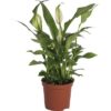 Spathiphyllum weiss