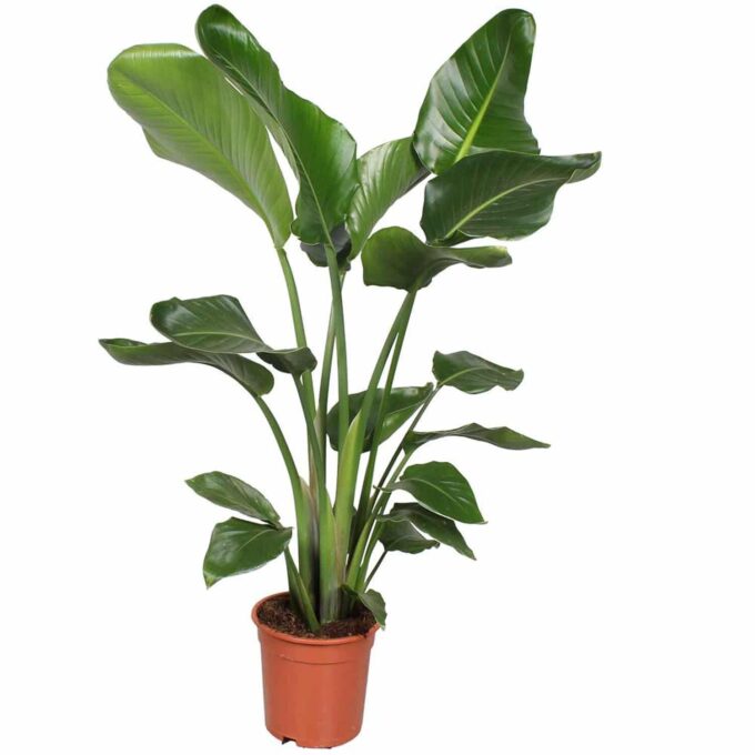 Strelitzia nicolai Baumstrelitzie plantlovers