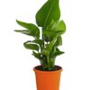 Strelitzia Alba Weisse Strelitzie