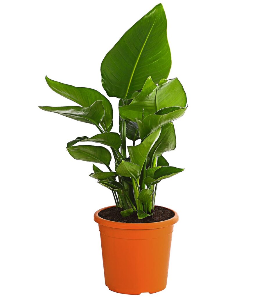 Strelitzia alba (Weisse Strelitzie) 15er Topf online kaufen - plantlovers.ch
