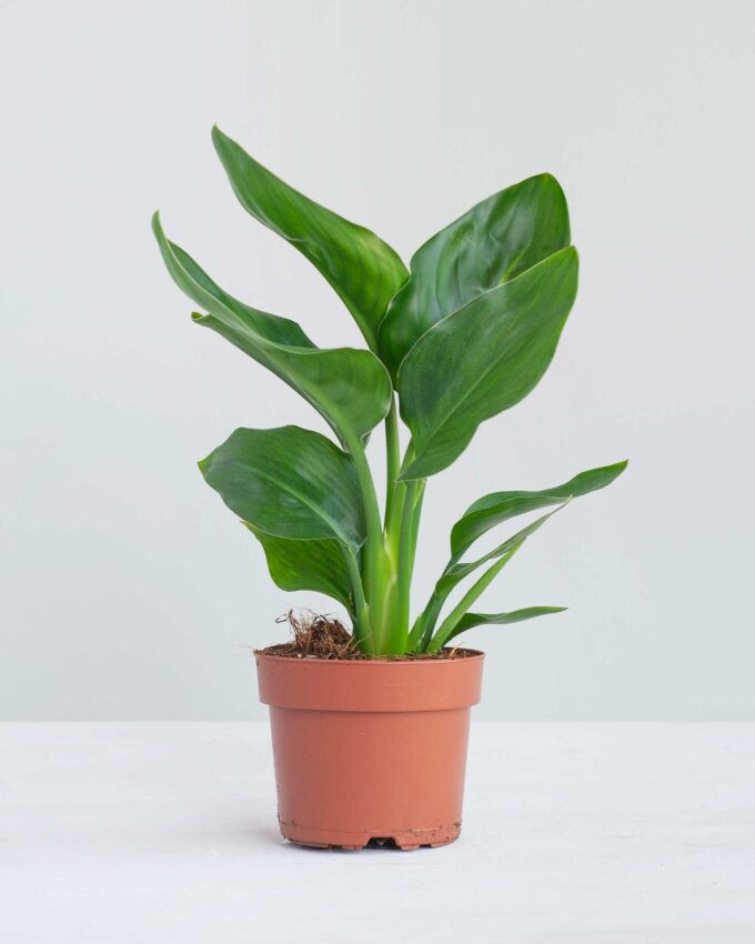 Strelitzia reginae Paradiesvogelblume
