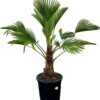 Trachycarpus wagnerianus