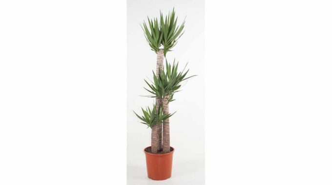 Yucca Elephantipes plantlovers