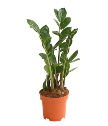 Zamioculcas Zamifolia (Glücksfeder) 12 plantlovers 35
