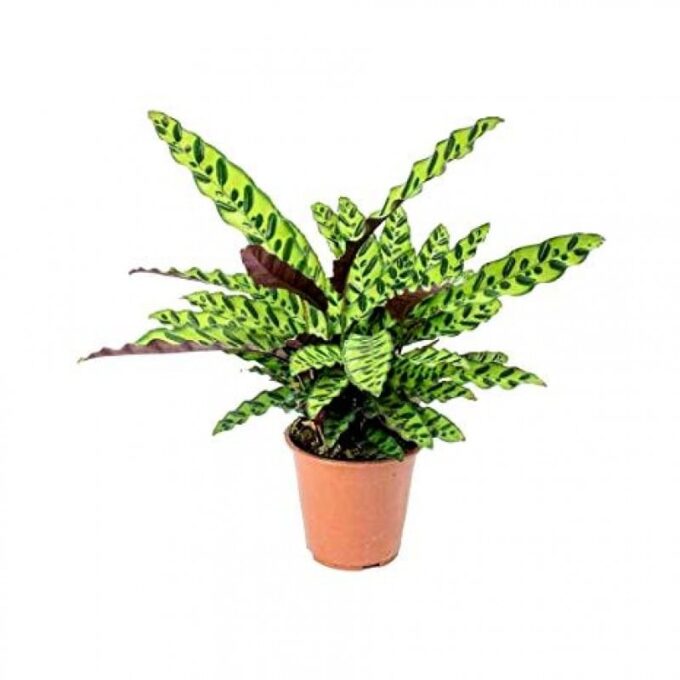 Calathea lancifolia Korbmarante